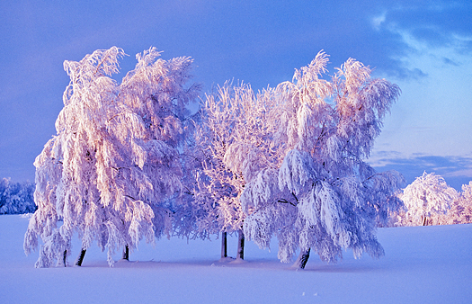 Snow covered trees at dusk on the field