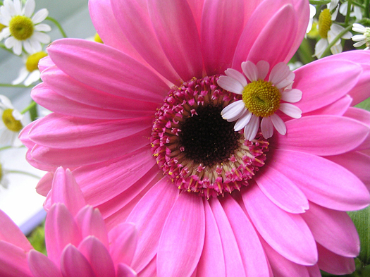 photograph of a beautiful bright pink gerbera flower surrounded by tiny little chamomile flowers