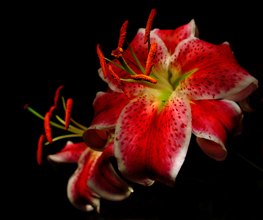  Red stargazer lilies stand out on black 