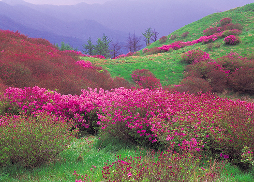 Mountain lanscape with pink-flowered bushes in foreground
