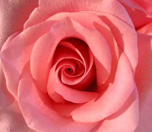 Macro of a beautiful pink rose