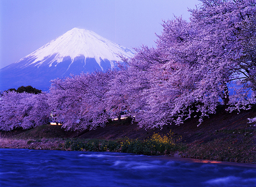 Beautiful cherry blossoms with snow-capped Mount Fuji in evening