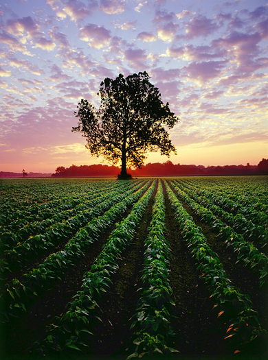 Sunrise over bean field with a single silhouetted tree