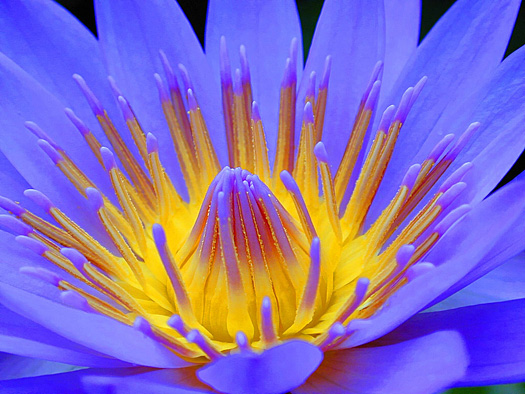 Close up of the inside of a water lily