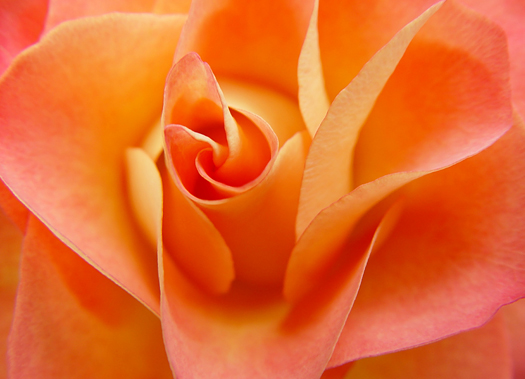 Orange rose close up