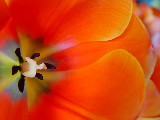 Orange tulip detail