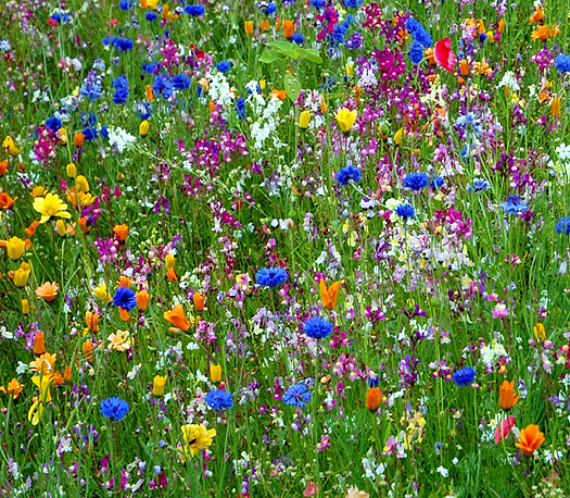 Colorful wildflowers in the meadow.