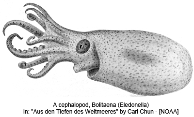A cephalopod, Bolitaena (Eledonella) In: 