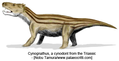 Cynognathus, a cynodont from the Triassic - [Nobu Tamura/www.palaeocritti.com]