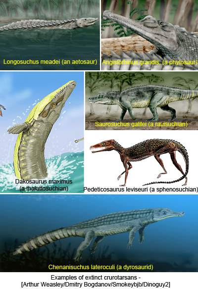 Examples of extinct crurotarsans - [Arthur Weasley/Dmitry Bogdanov/Smokeybjb/Dinoguy2]