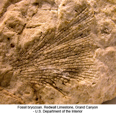 Fossil bryozoan. Redwall Limestone, Grand Canyon - U.S. Department of the Interior