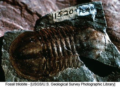 Fossil trilobite - [USGS/U.S. Geological Survey Photographic Library]