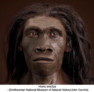 Homo erectus - [Smithsonian National Museum of Natural History/John Gurche]