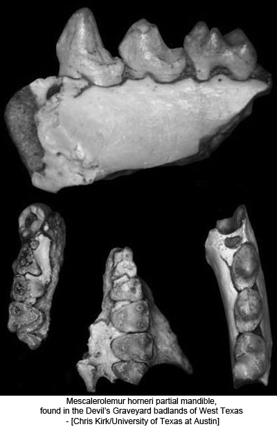Mescalerolemur horneri partial mandible, found in the Devil’s Graveyard badlands of West Texas - [Chris Kirk/University of Texas at Austin]