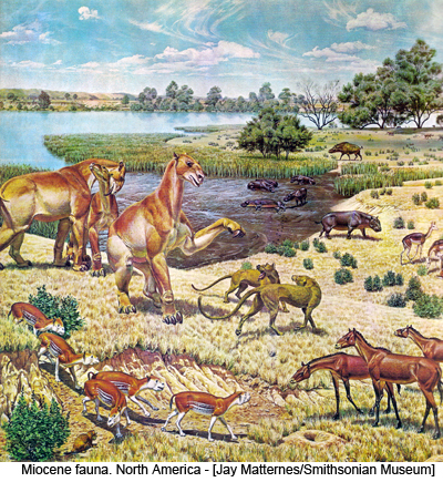 Miocene fauna. North America - [Jay Matternes/Smithsonian Museum]