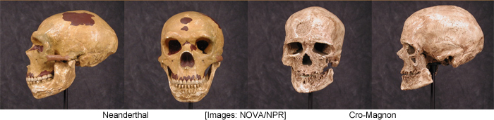 Neanderthal vs Cro-Magnon