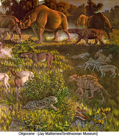 Oligocene - [Jay Matternes/Smithsonian Museum]