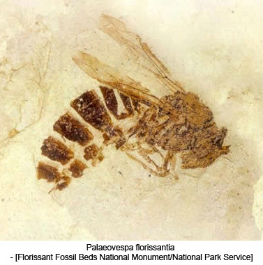 Palaeovespa florissantia - [Florissant Fossil Beds National Monument/National Park Service]
