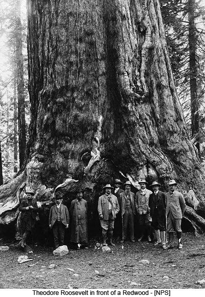 Theodore Roosevelt in front of a Redwood - [NPS]