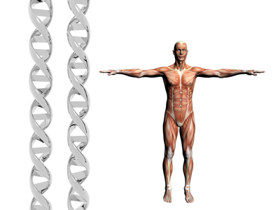 Two dna strands, muscular anatomical correct male model