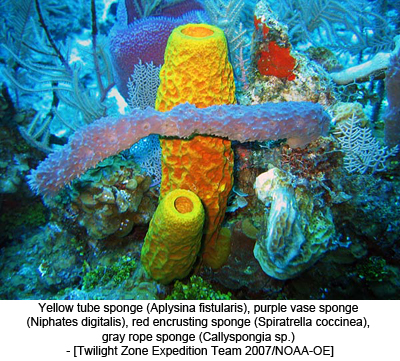 Yellow tube sponge (Aplysina fistularis), purple vase sponge (Niphates digitalis), red encrusting sponge (Spiratrella coccinea), gray rope sponge (Callyspongia sp.) - [Twilight Zone Expedition Team 2007/NOAA-OE]