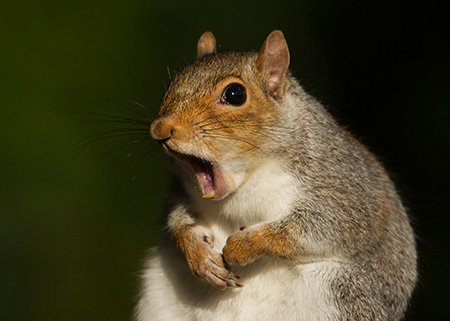 surprised squirrel