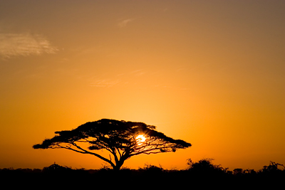 Beautiful african sunrise, with backlit acacia tree on Amboseli Natural Park, Kenya.
