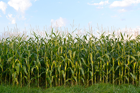 Corn fields